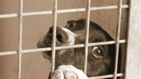 A Campagna adotta un cane del canile e non paghi le tasse – Salernonotizie.it (Comunicati Stampa) (Registrazione)