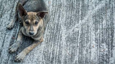 La bufala del numero di emergenza per i cani abbandonati in … – greenMe.it