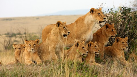 Conferenza delle Parti CITES: per l'Italia massima protezione dei leoni africani