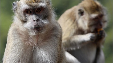 Il segreto delle Mauritius? Il traffico internazionale di primati
