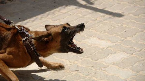 Cani, doppia aggressione: ferita la padrona e un pastore tedesco – MBnews