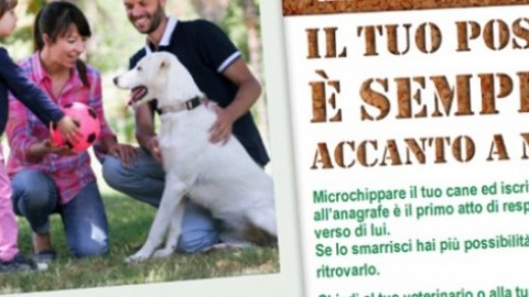Abbandono animali, Parma aderisce a campagna ministeriale – ParmaDaily.it