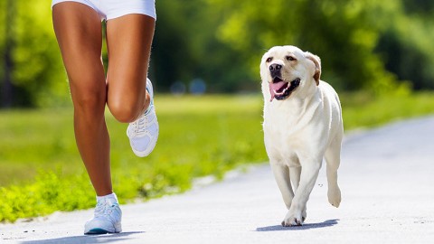 Tornare in forma dopo le vacanze correndo con il cane: 7 consigli … – Il Sole 24 Ore