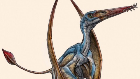 Dinosauri: scoperta in Patagonia una nuova specie di pterosauro – Scienzamente (Blog)