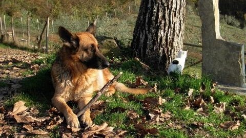 Cani: è vietato lasciare Fido da solo in giardino – Blasting News
