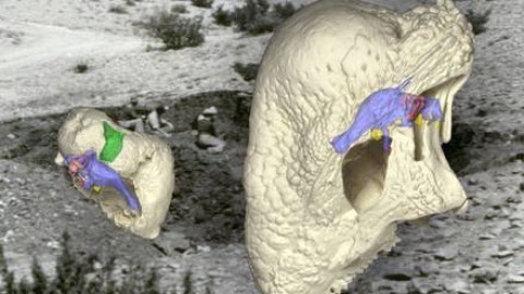 Trovati gli antenati dei dinosauri – Biotech – Scienza&Tecnica – ANSA.it – ANSA.it