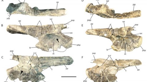 Studentessa scopre specie di rettile estinto 212 milioni di anni fa! – focusjunior.it