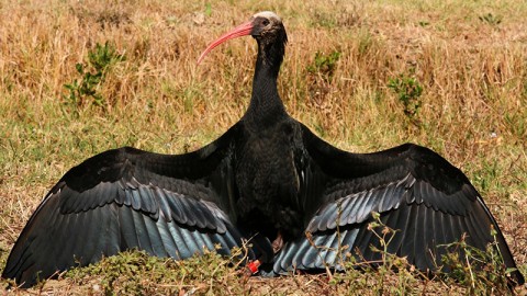 Vittoria al processo per l'uccisione di 2 ibis. Cacciatore condannato!!