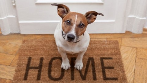 AIDAA: “Nessun divieto per i cani in condominio” – Legnanonews