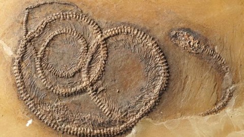 Una “matrioska” fossile di 48 milioni di anni fa – National Geographic – National Geographic Italia
