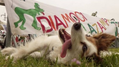 Al parco Forlanini raduno dei cani allegri, vince il più simpatico – Varese News