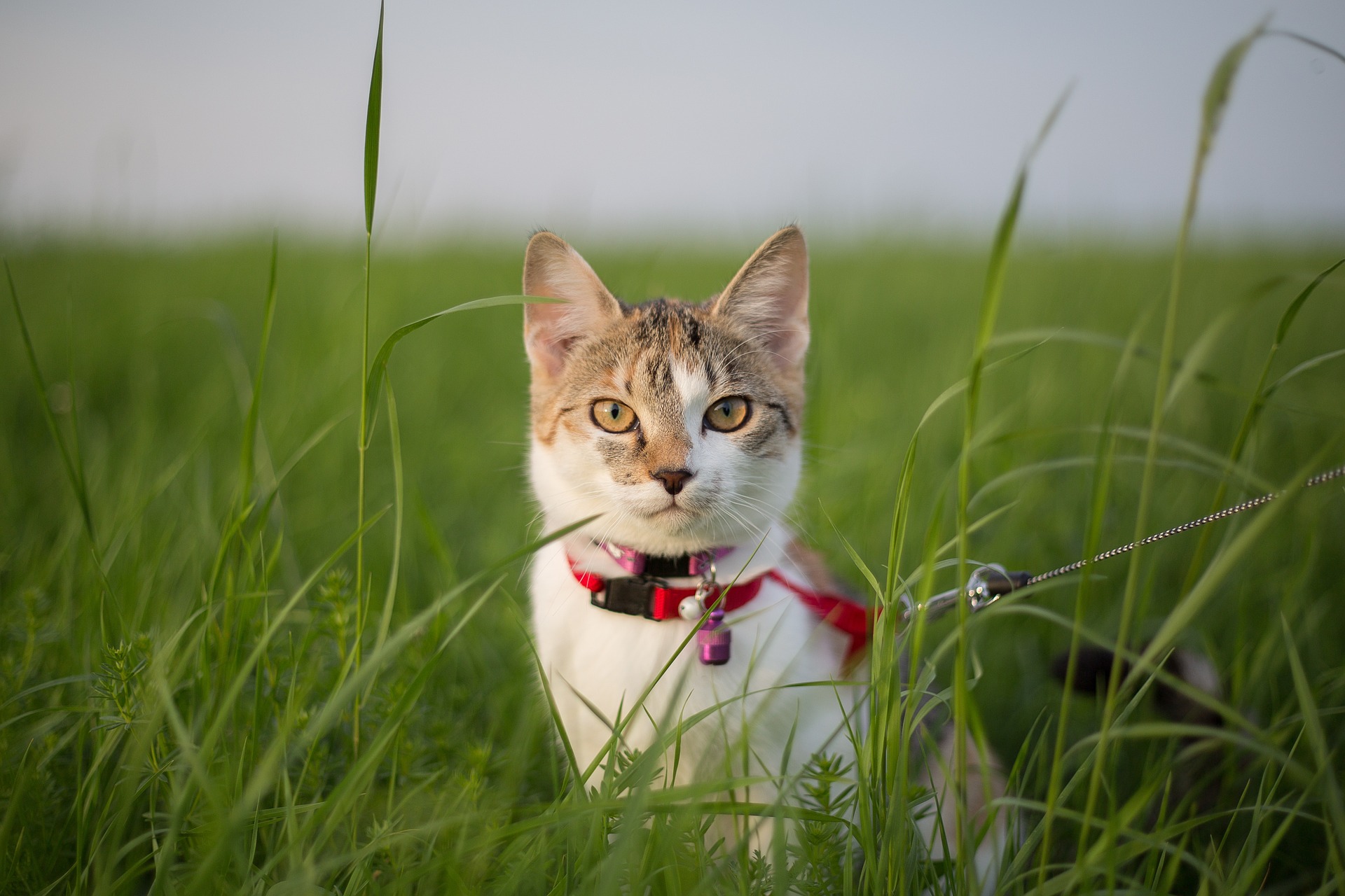 Pettorine per gatti: come si mette e si abbina al guinzaglio