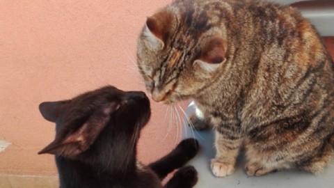 Accoppiamento gatti: come e quando – Petpassion.tv