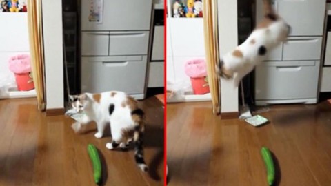 Gatti e cetrioli: ecco perché i gatti hanno paura dei cetrioli [video] – Petpassion.tv