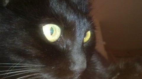 Gatto nero: sfatiamo inutili superstizioni – Amando.it
