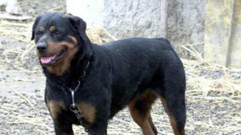 Bari, aggredito da tre rottweiler: gambe amputate a un uomo di 43 anni – Il Fatto Quotidiano