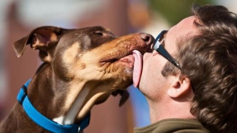 Cane lecca il viso del padrone: gesto dolce ma rischioso – Blasting News