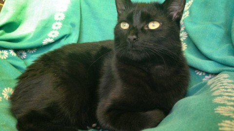 Halloween, l'allarme dell'Enpa: attenti alla sorte del vostro gatto nero – Qui Brianza (Comunicati Stampa) (Registrazione) (Blog)