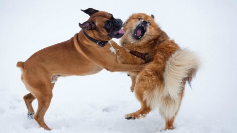 Cosa fare se i cani litigano tra loro: consigli per proprietari di “primo … – Velvet Pets Italia (Blog)