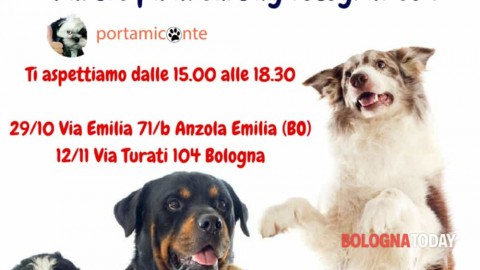 Dog Star, il casting fotografico per cani da passerella – BolognaToday