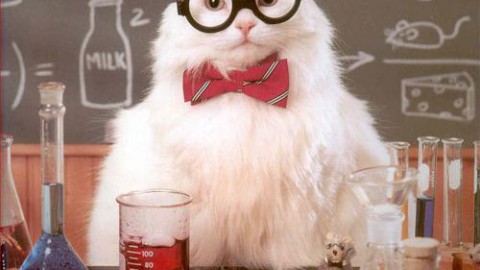 La scienza dei gatti: ecco alcuni dei più strani “esperimenti felini” – Diregiovani