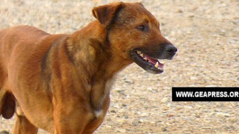 Caltanissetta – Cane torturato e poi bruciato. Il WWF si appella al … – GeaPress