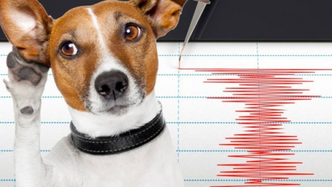 Cani e gatti sentono prima il terremoto: ecco il motivo – Il Gazzettino