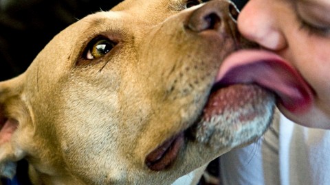Il cane ti lecca in bocca, attenzione ai virus presenti nella sua bocca … – Impronta Unika
