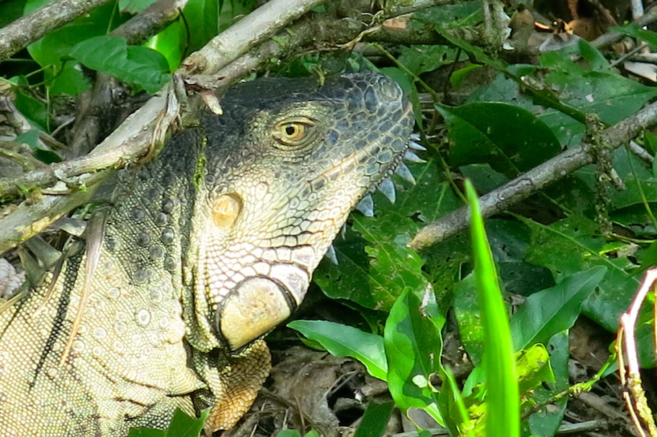 Un iguana. Foto Nicoletta Pennati