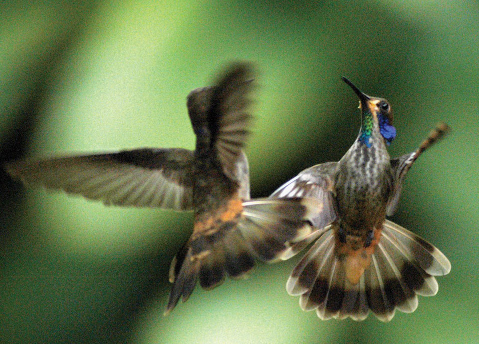Due esemp,ari di colibrì al La Paz Waterfall Garden.