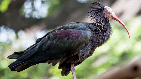 Bracconaggio senza limiti: ucciso un rarissimo ibis eremita.