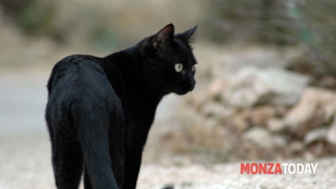 Halloween, attenzione ai gatti neri: i consigli dell'Enpa – Monza Today