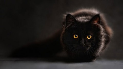 Sei libri sul gatto nero – GraphoMania (Blog)