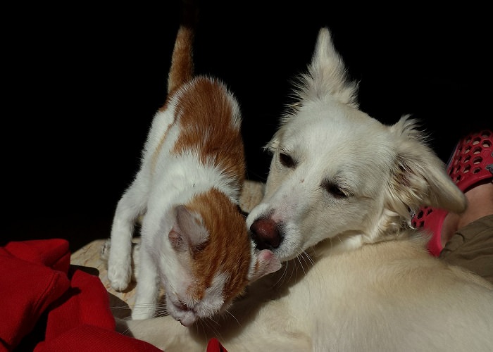 Cani e gatti, nemici amici