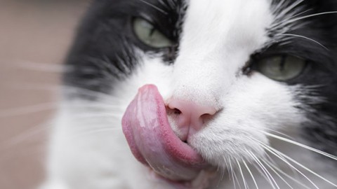 Gatti: svelati i segreti della lingua – GreenStyle