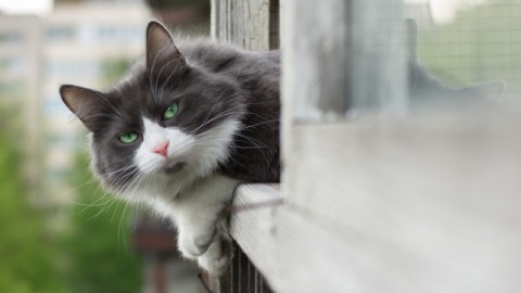 Sicurezza gatto: come mettere in sicurezza balconi, finestre e terrazzi – Petpassion.tv