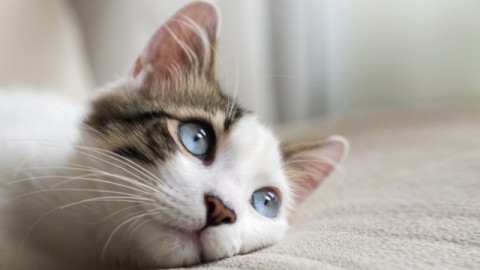 Necessità del gatto anziano – Petpassion.tv