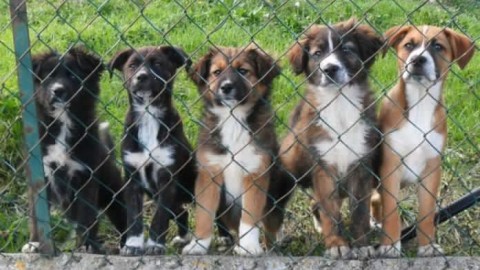 Incentivi sulla Tari adozione cani e compostiere – il Fatto Nisseno
