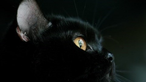 Giornata del gatto nero. Tra curiosità e superstizioni – Vanity Fair.it