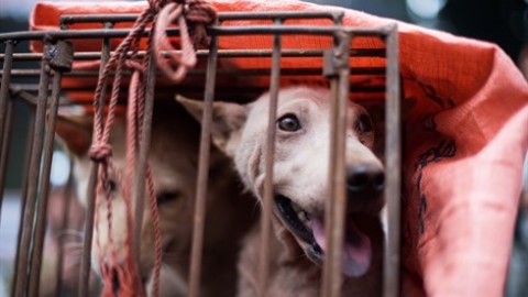 Sono 17mila i cani rapiti ogni anno soltanto in Italia – Vanity Fair.it
