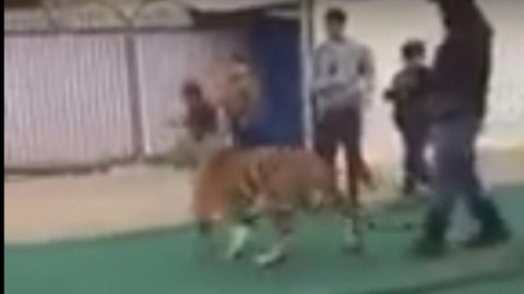 Show pericolosi in Arabia Saudita: tigre tenta di sbranare una … – TGCOM