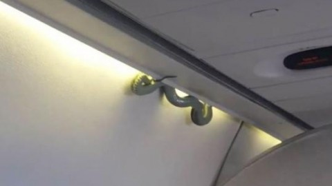 Serpente in aereo: terrore su un volo Aeromexico – Blasting News