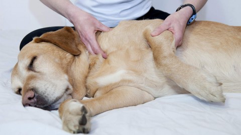 Dog massage: tecniche di massaggio per cani – Velvet Pets Italia (Blog)