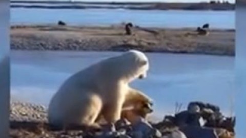 L'orso polare e il cane da slitta, il filmato commovente con un 'finale … – Adnkronos