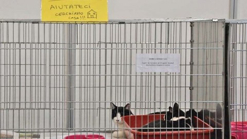 Al Supercat show, Sisma e Scossa, gatti terremotati, cercano ancora … – redazione (Comunicati Stampa)