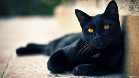 XIII Gatto Nero Day. Giornata contro tutte le superstizioni – redazione (Comunicati Stampa)