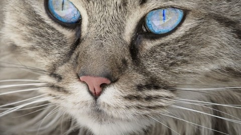 Perché il gatto mi fa l'occhiolino? – Bigodino.it