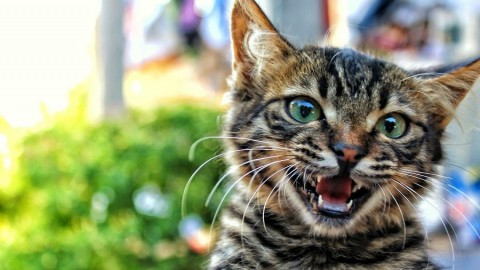 Perché i gatti quando annusano aprono la bocca? – Bigodino.it