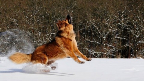 Video divertenti | L'equilibrista sulla neve e altri cani buffi – focusjunior.it