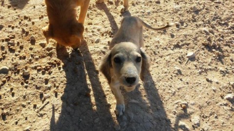 Takis, l'amante degli animali, sta salvando 160 cani a Creta! – focusjunior.it